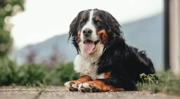 Bernese Mountain Dog leży na ziemi, dysząc. Zastanawiasz się nad podaniem mu cbd dla psa skutki uboczne?