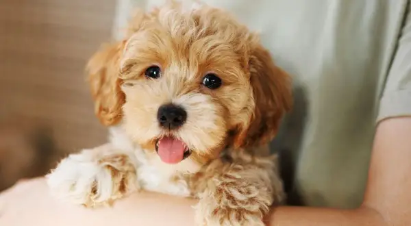 Uroczy szczeniak maltipoo, który wygląda na zdrowego i szczęśliwego, choć warto pamiętać o potencjalnych maltipoo chorobach.