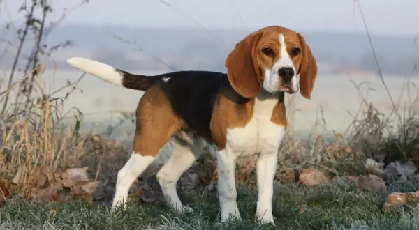 Dorosły beagle w trójkolorowym umaszczeniu stoi na mroźnej trawie.