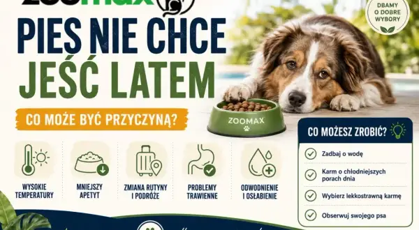 Pies nie chce jeść latem? Wysokie temperatury, mniejszy apetyt, problemy trawienne to możliwe przyczyny. Zadbaj o wodę i lekkostrawną karmę.