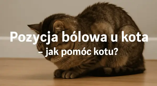 Kot w pozycji bólowej, może to być objaw zapalenia jelit. Jak pomóc kotu?