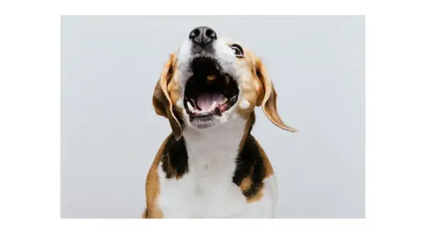 Pies beagle z otwartym pyskiem, jakby krzyczał. Może to sygnał, że czas nauczyć go, jak oduczyć psa szczekania.