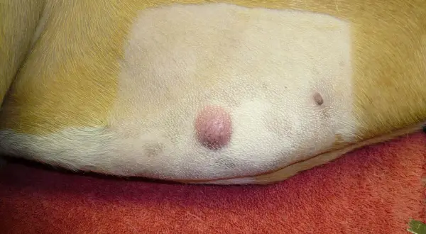 Widoczny ruchomy guzek pod skórą u psa, różowy, okrągły, na białej skórze. Obok mniejsza zmiana.