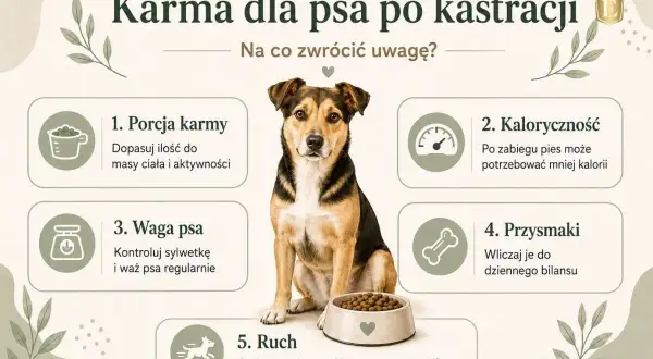 Uroczy piesek przy misce karmy. Poradnik o diecie dla psa po kastracji: porcja, kaloryczność, waga, przysmaki i ruch.