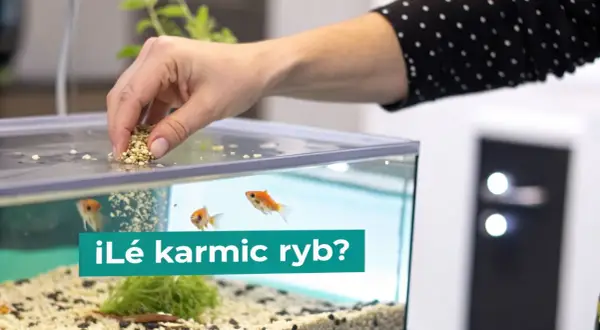 Dłoń wsypuje pokarm do akwarium, gdzie pływają złote rybki. Dowiedz się, co jedzą ryby, aby były zdrowe i szczęśliwe.