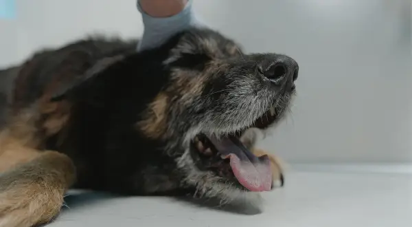 Weterynarz bada psa, którego oddech wydaje się być utrudniony, słychać lekkie charczenie.