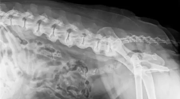 RTG kręgosłupa psa z widocznymi zmianami zwyrodnieniowymi, wskazującymi na spondylozę.