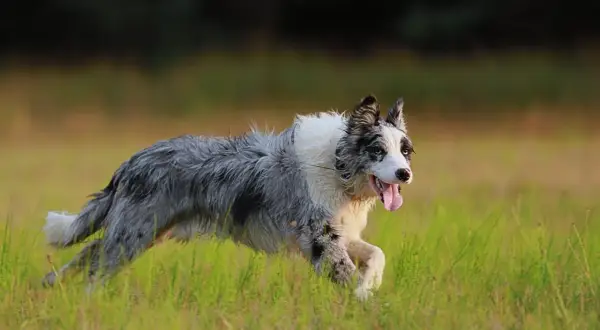 Radosny pies rasy border collie, w odmianie merle, pędzi przez zieloną łąkę, dysząc z językiem na wierzchu.