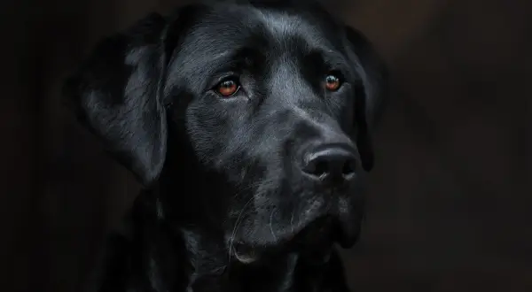 Smutne oczy czarnego labradora, który powoli odchodzi. Widać jego cierpienie, jak umiera pies chory na serce.