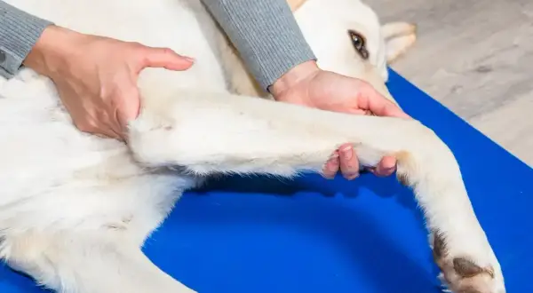 Fizjoterapeuta delikatnie masuje łapę psa, pomagając mu w rehabilitacji. Ta librela dla psa to klucz do jego powrotu do zdrowia.