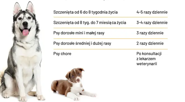 Ile razy dziennie powinien jeść pies? Tabela podpowiada: szczenięta 4-5 razy, dorosłe psy 2-3 razy, chore po konsultacji z weterynarzem.