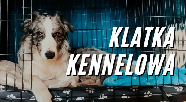 Jak wybrać odpowiednią klatkę dla border collie aby zapewnić mu komfort