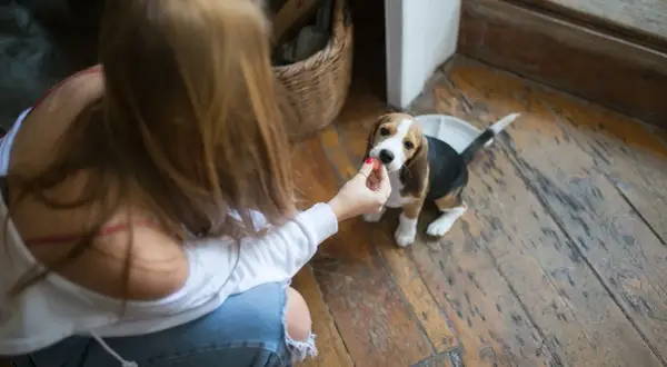 Uroczy beagle szczeniak zjada smakołyk z ręki dziewczyny na drewnianej podłodze.