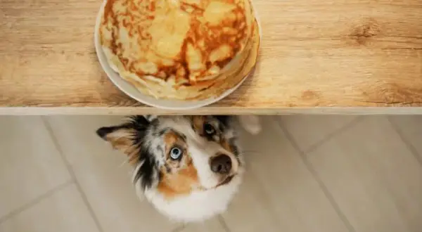 Czy pies może jeść naleśniki i co warto wiedzieć o ich podawaniu?