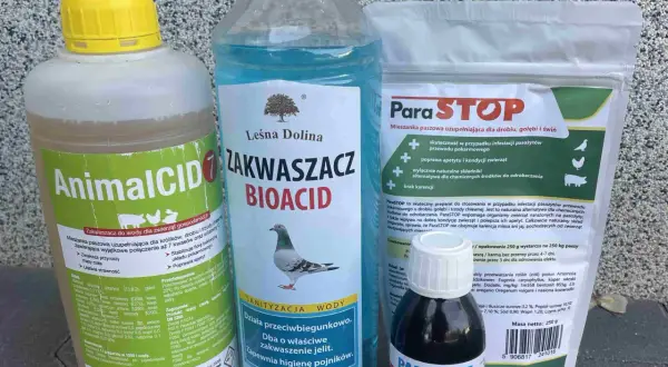 Skuteczne sposoby czym odrobaczać gołębie: praktyczny poradnik hodowcy