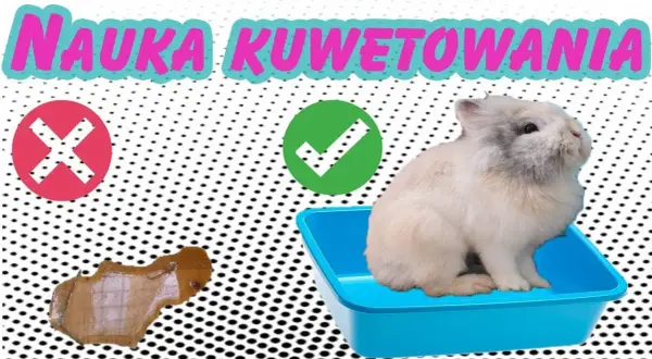 Jak zrobić kuwetę dla królika - proste sposoby na wygodę pupila