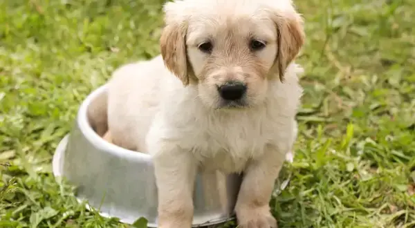 Ile waży szczeniak golden retriever? Poznaj kluczowe informacje o wzroście