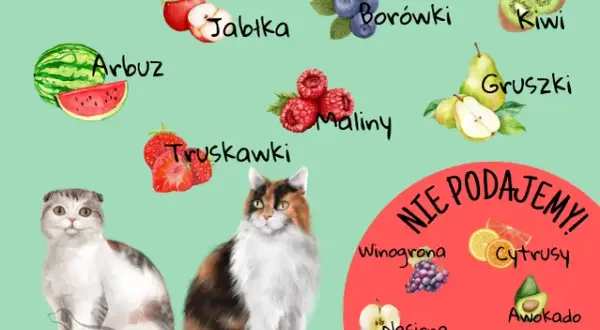 Które warzywa mogą jeść koty: lista bezpiecznych i szkodliwych produktów