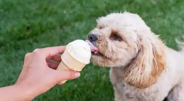 Czy pies może jeść lody? Dowiedz się, co jest bezpieczne dla pupila