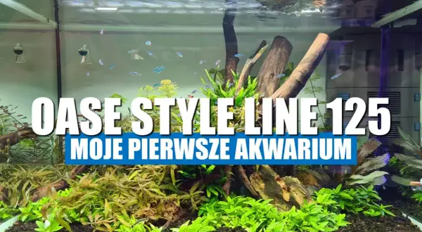 Jak założyć akwarium krok po kroku - uniknij najczęstszych błędów