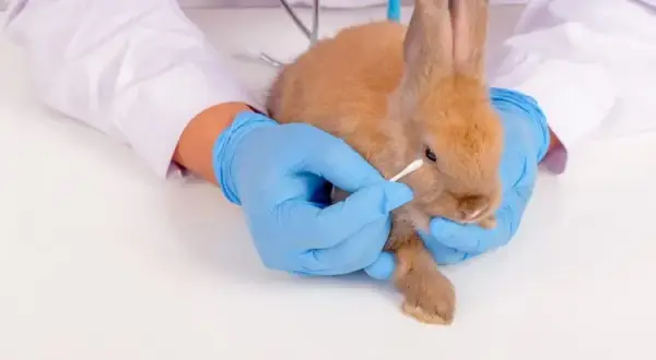 Objawy pasożytów u królików - kiedy odrobaczanie jest konieczne?