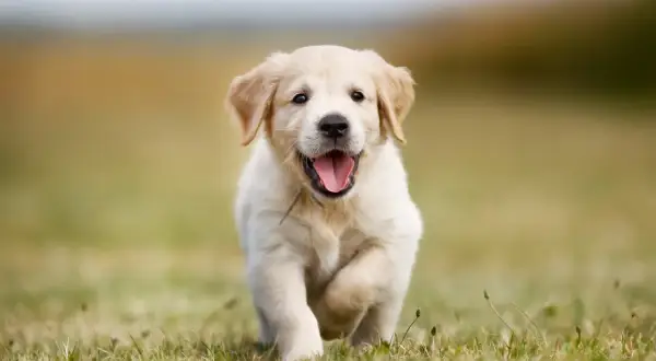 Radosny szczeniak golden retriever miniaturka biegnie przez trawę, merdając ogonkiem.