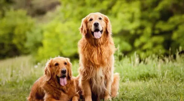 Kiedy rośnie sierść golden retrievera? Kluczowe informacje dla właścicieli
