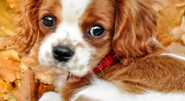 Uroczy piesek Cavalier King Charles Spaniel leży wśród jesiennych liści. Jego oczy są czarne i błyszczące, co może być mylone z objawami chorób oczu u psa. Zdjęcia.