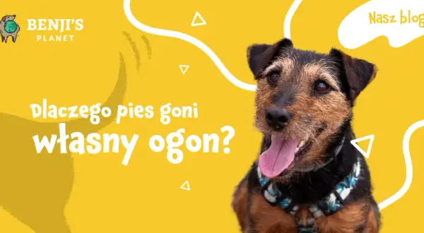 Dlaczego szczeniak gryzie ogon? Odkryj powody i rozwiązania