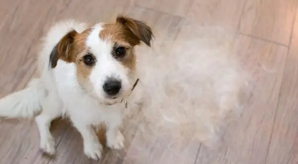Jack Russell Terrier siedzi na drewnianej podłodze, obok niego kłębek sierści. Czy to początek łysienia u psa?