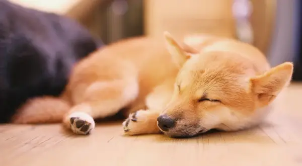 Śpiący szczeniak Shiba Inu, może właśnie śni o tym, dlaczego pies chrapie.