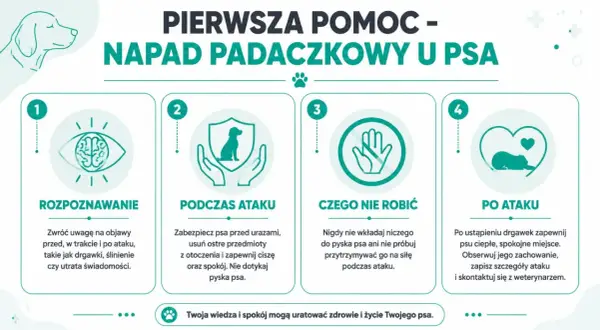 Pierwsza pomoc w przypadku padaczki u psa: rozpoznawanie, postępowanie podczas i po ataku, czego nie robić. Twoja wiedza ratuje życie.