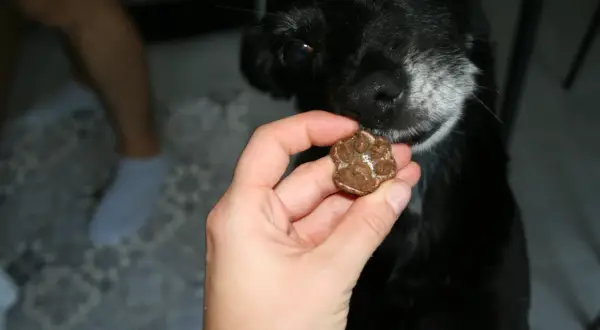 Czy pies może jeść wątróbkę i jakie są zasady bezpiecznego podawania