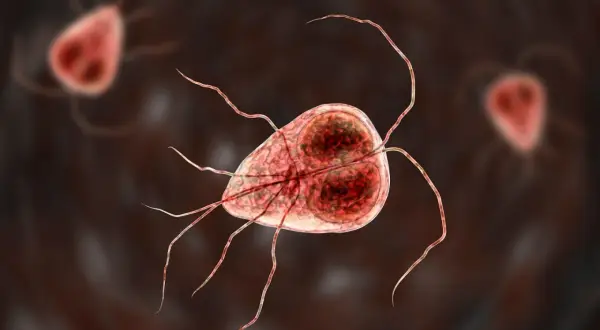Trofazoity Giardia lamblia, pasożyty jelitowe. Skuteczne lamblia leczenie jest kluczowe dla zdrowia.