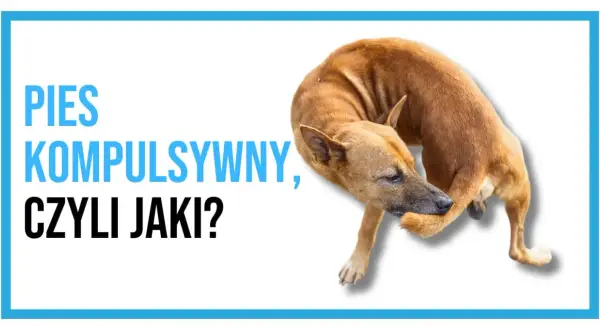 Pies kompulsywny, czyli jaki? Brązowy pies gryzie sobie łapę, co może być objawem OCD u psa.