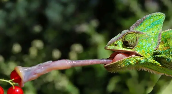 Zielony kameleon wyciąga długi, lepki język, by złapać czerwone jagody. Tak właśnie działa kameleon, łapiąc jedzenie.