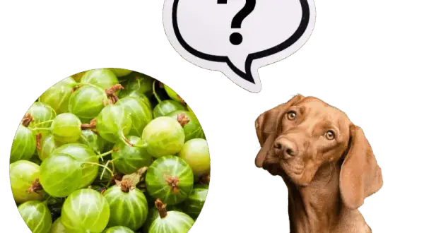 Czy pies może jeść agrest? Kontrowersje i zdrowotne aspekty dla pupila