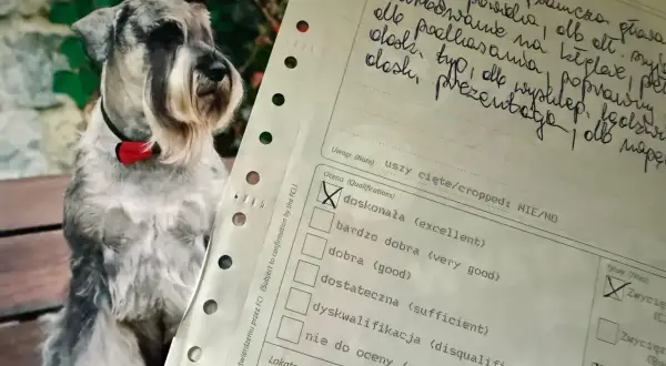 Miniaturowy sznaucer w muszce siedzi na ławce w eksterierze, obok dokumentu z oceną "doskonała".