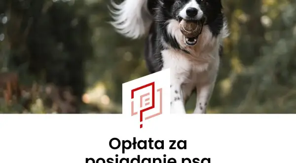 Radosny piesek z piłeczką w pysku. Tekst informuje o opłacie za posiadanie psa, czyli o podatku od psa.