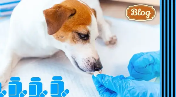Najskuteczniejsze preparaty na odrobaczanie: bezpieczne sposoby dla zwierząt