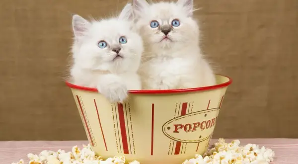Czy koty mogą jeść popcorn? Zaskakujące fakty o bezpieczeństwie przekąski