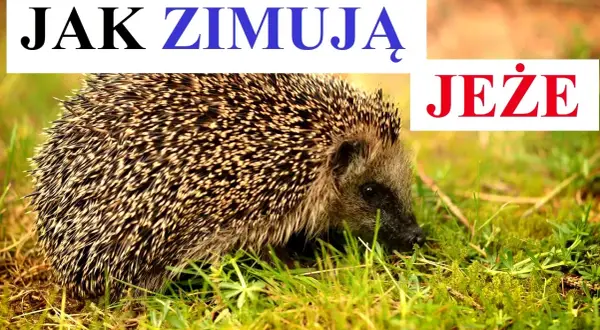 Czy jeże zimują? Odkryj, jak hibernacja wpływa na ich przetrwanie