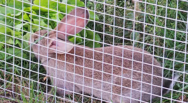 Jaką siatkę na klatki dla królików wybrać, aby zapewnić bezpieczeństwo?