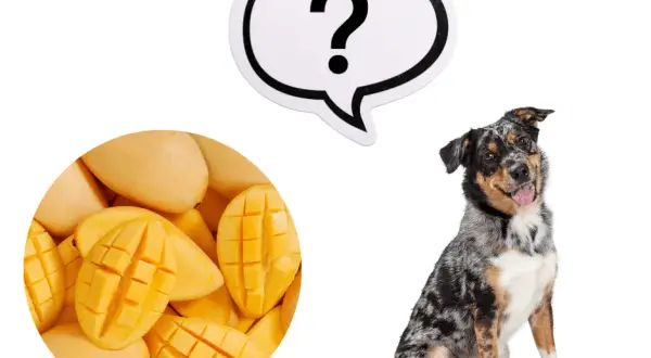 Mango dla psa: czy możesz karmić pupila tym owocem - poradnik opiekuna