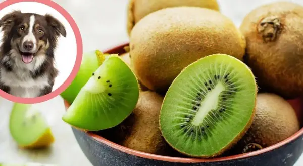 Czy pies może jeść kiwi: Ważne zasady bezpiecznego karmienia pupila