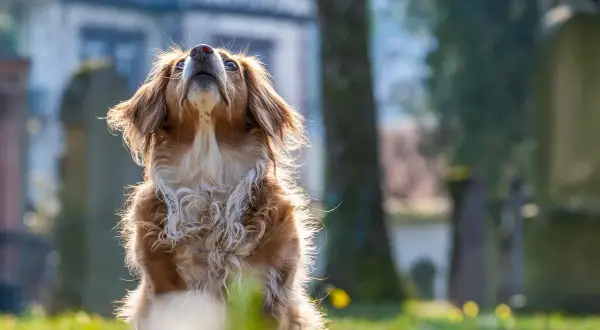 Animalhotels.com – nowoczesne rozwiązanie dla właścicieli zwierząt i petsitterów