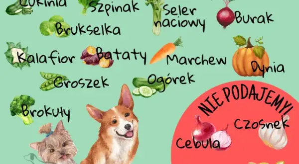 Czy koty mogą jeść czosnek? Poznaj zagrożenia i objawy zatrucia