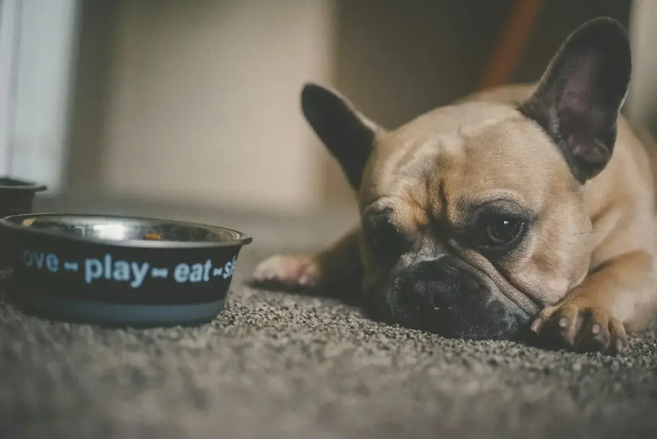 Smutny buldog francuski leży obok miski z napisem "love-play-eat". Może potrzebuje stoperan dla psa, bo jest mu niedobrze?