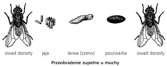 Jak rozmnażają się owady? Zaskakujące metody i strategie rozmnażania
