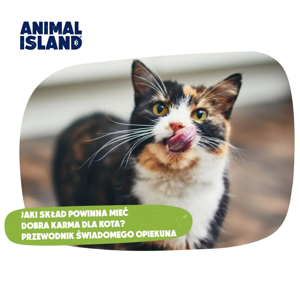 Dobra karma dla psa i kota: Jak rozpoznać prawdziwe premium?